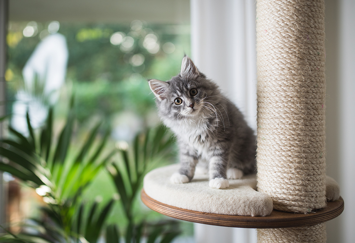 accueillir chaton maison
