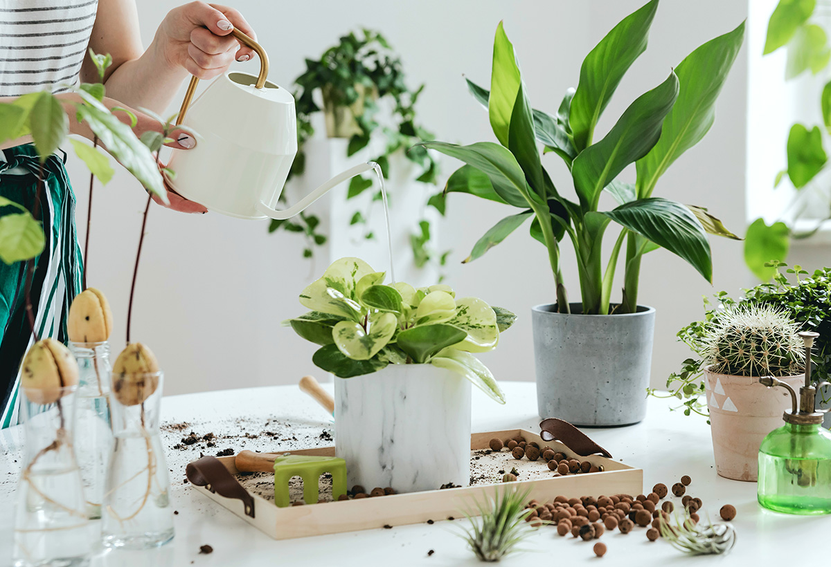 comment arroser plante