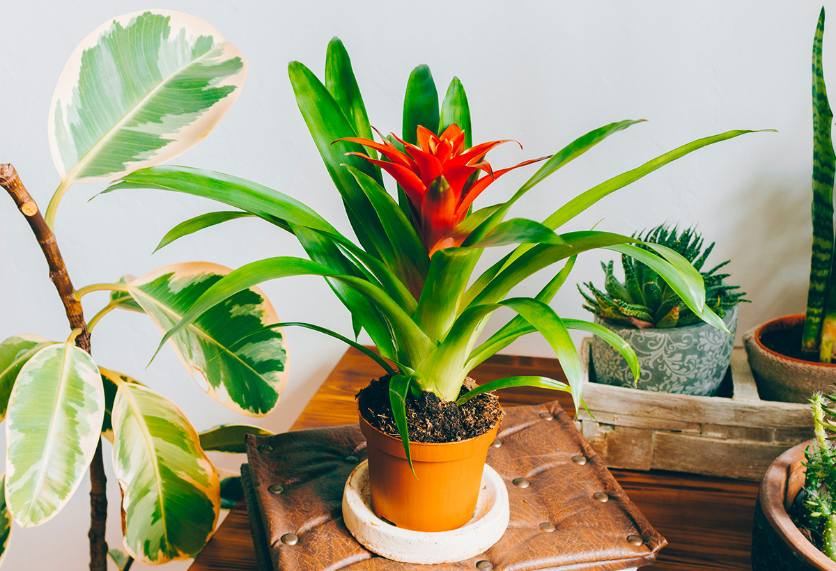entretenir bromelia