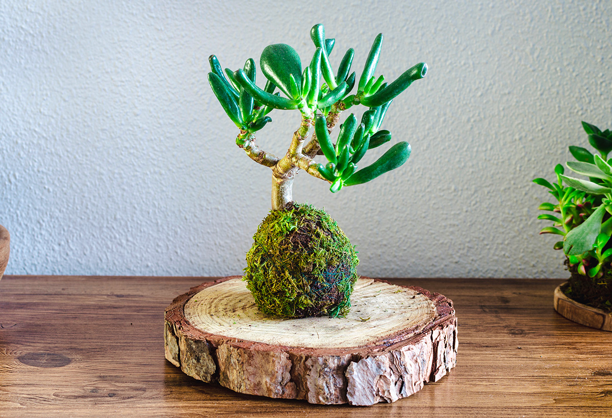 fabrication facile kokedama