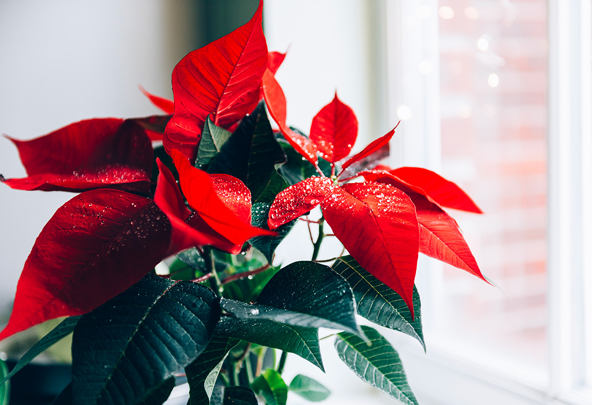 idees cadeau plante noel