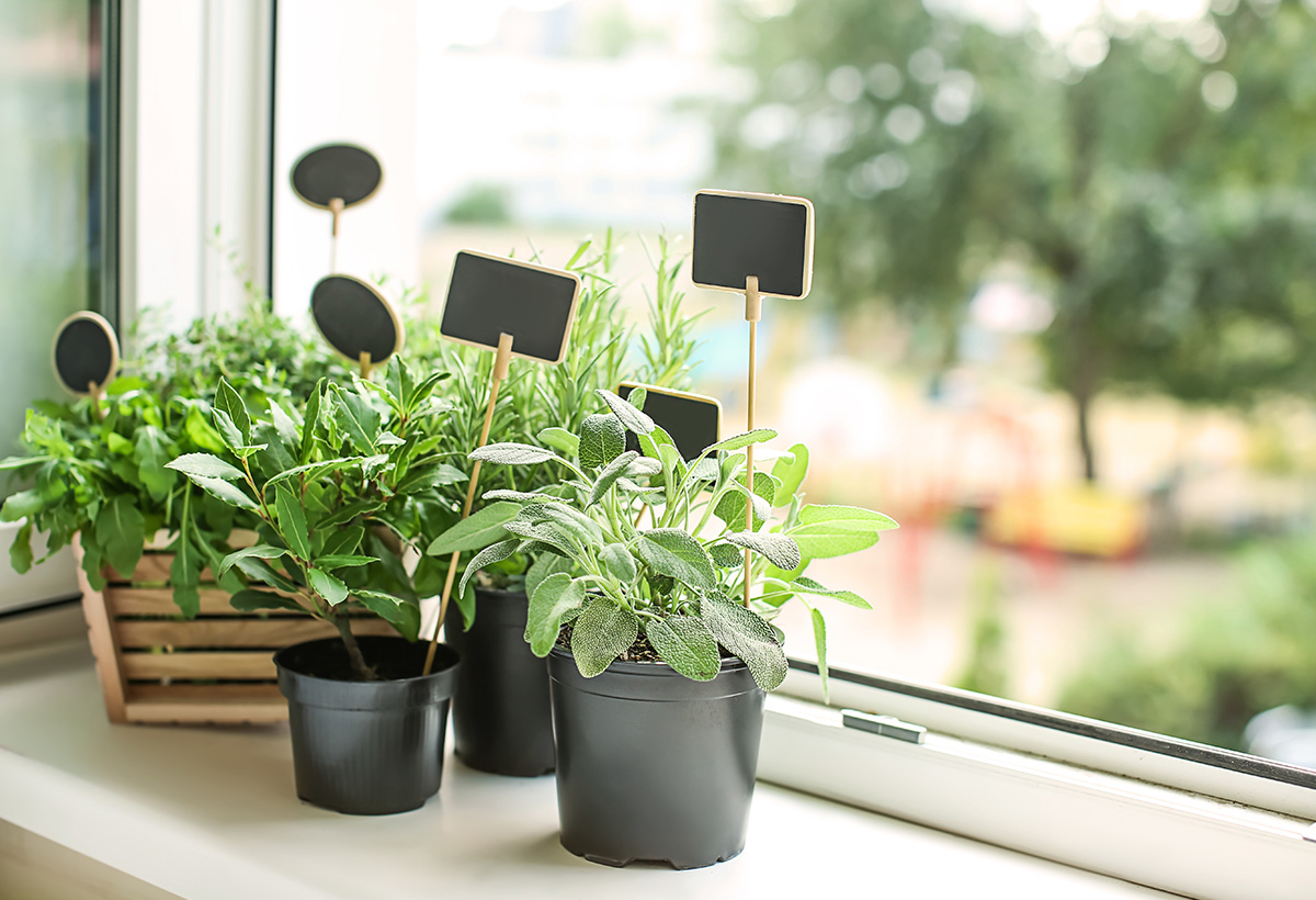 faire pousser plantes aromatique maison