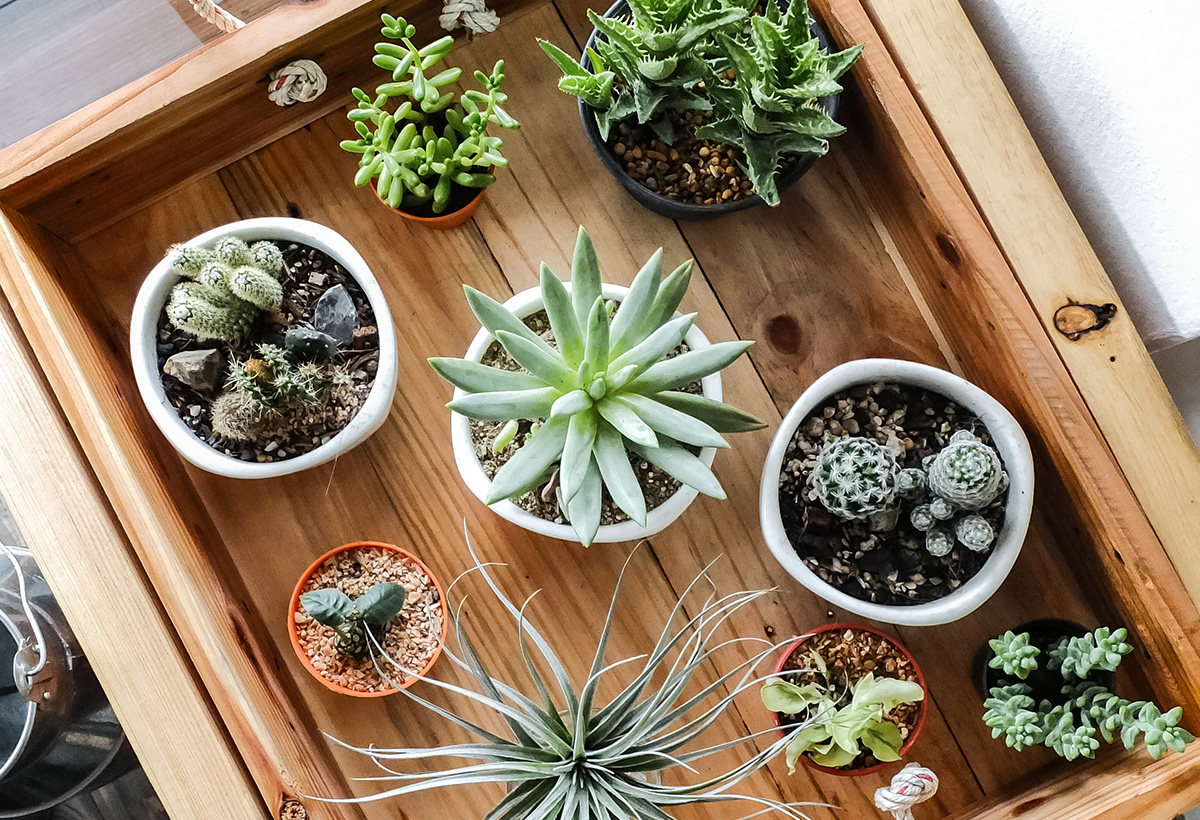 plante grasse verte pratique detox