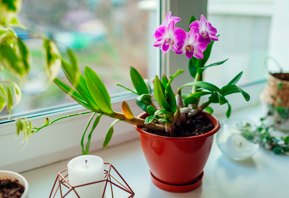 choisir plantes porte bonheur