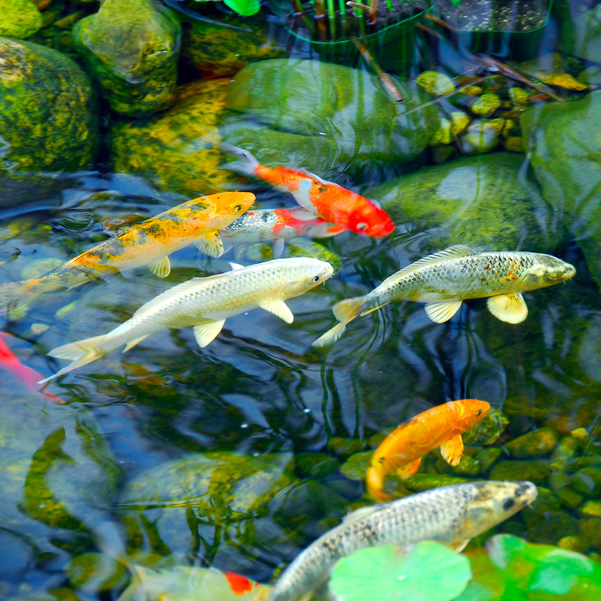 Nos idées d'aménagement d'un bassin en extérieur Blog BUT — free download