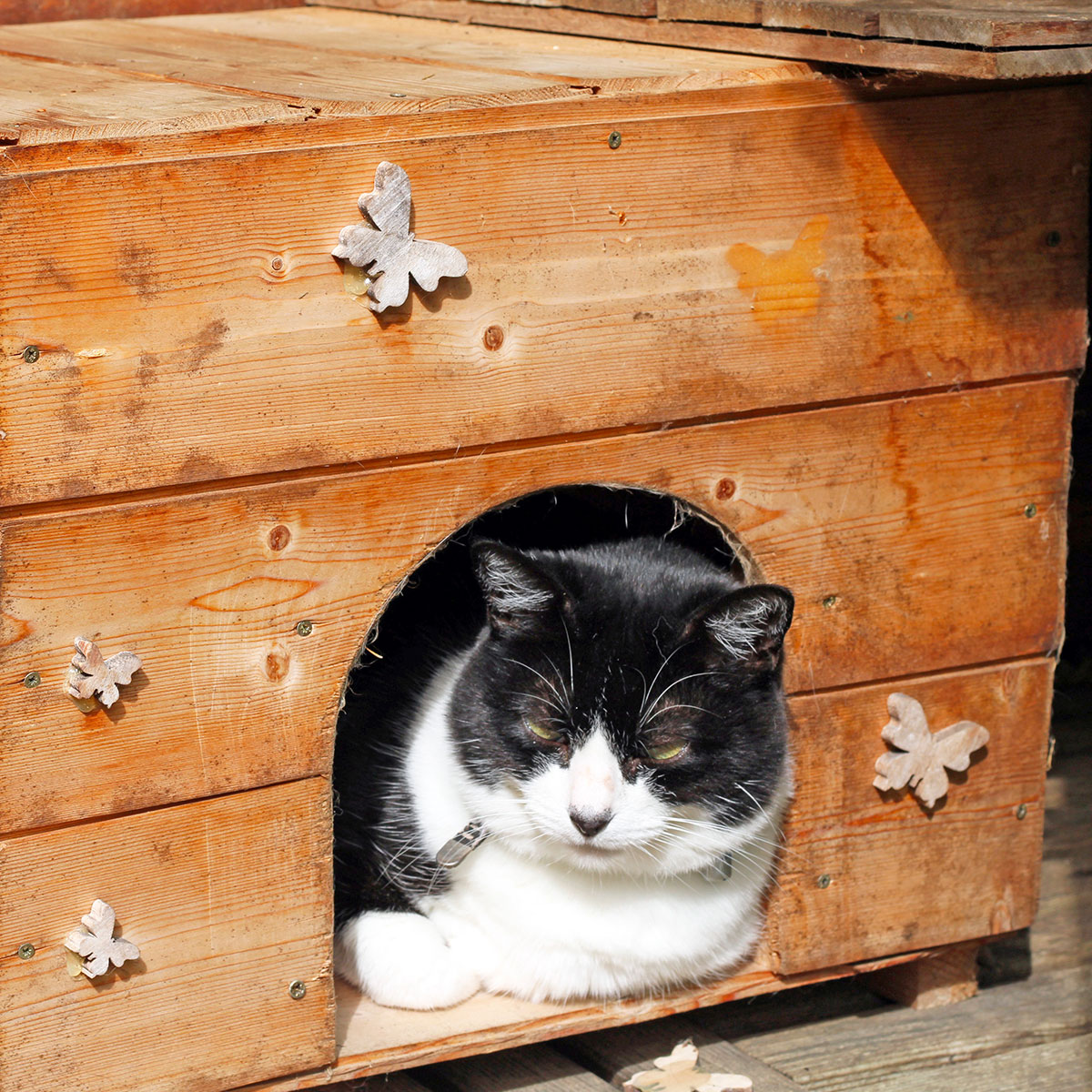 Maison Pour Chat 2 étages En Bois Démontable Avec 2 Coussins Tissu, Marron