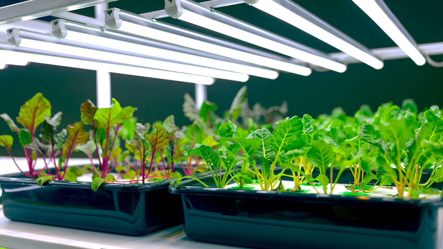 lumiere artificielle culture vegetaux