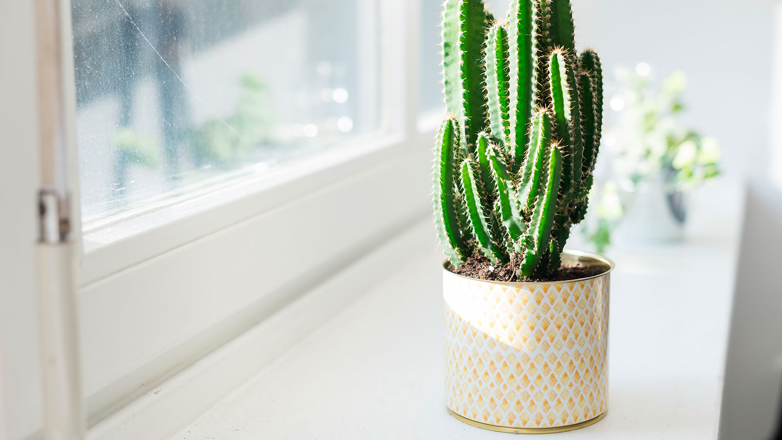 Mains vertes : comment arroser un cactus ? – Blog BUT