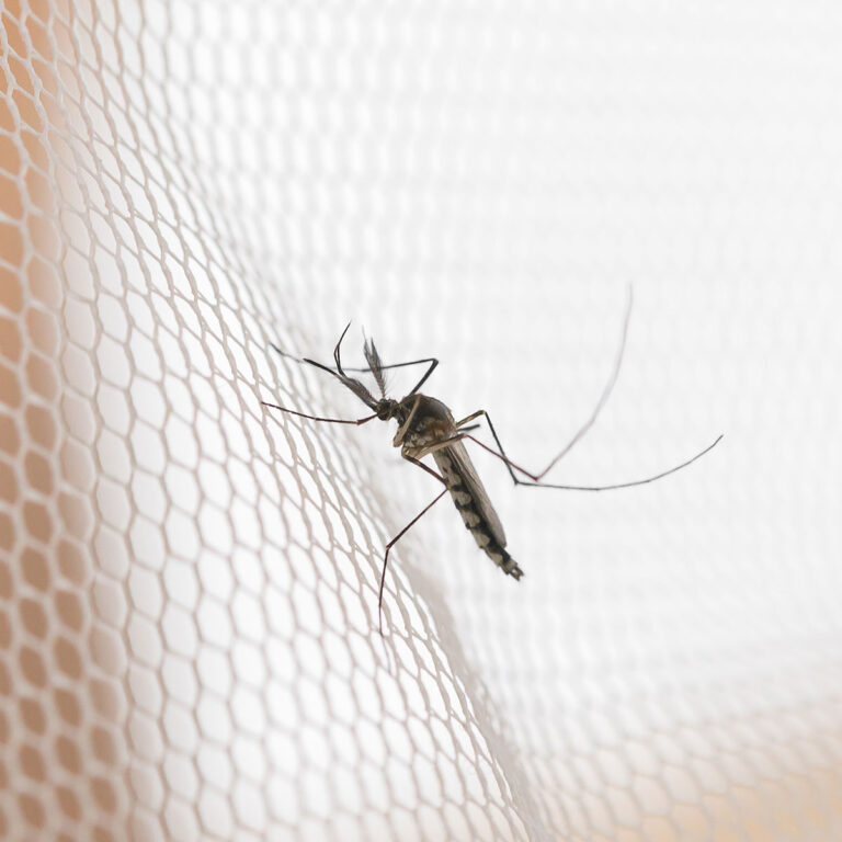 Astuces d'antimoustiques naturels pour un été serein — Blog BUT — free download