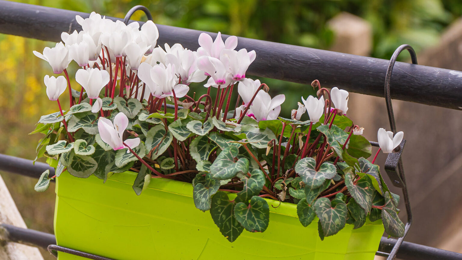 idees composition jardiniere balcon automne