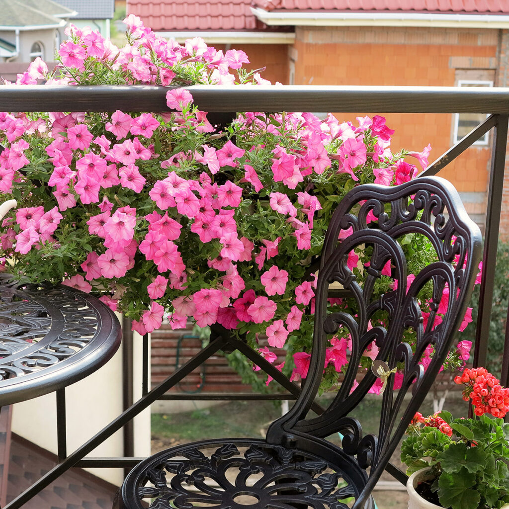 plantes balcon colore