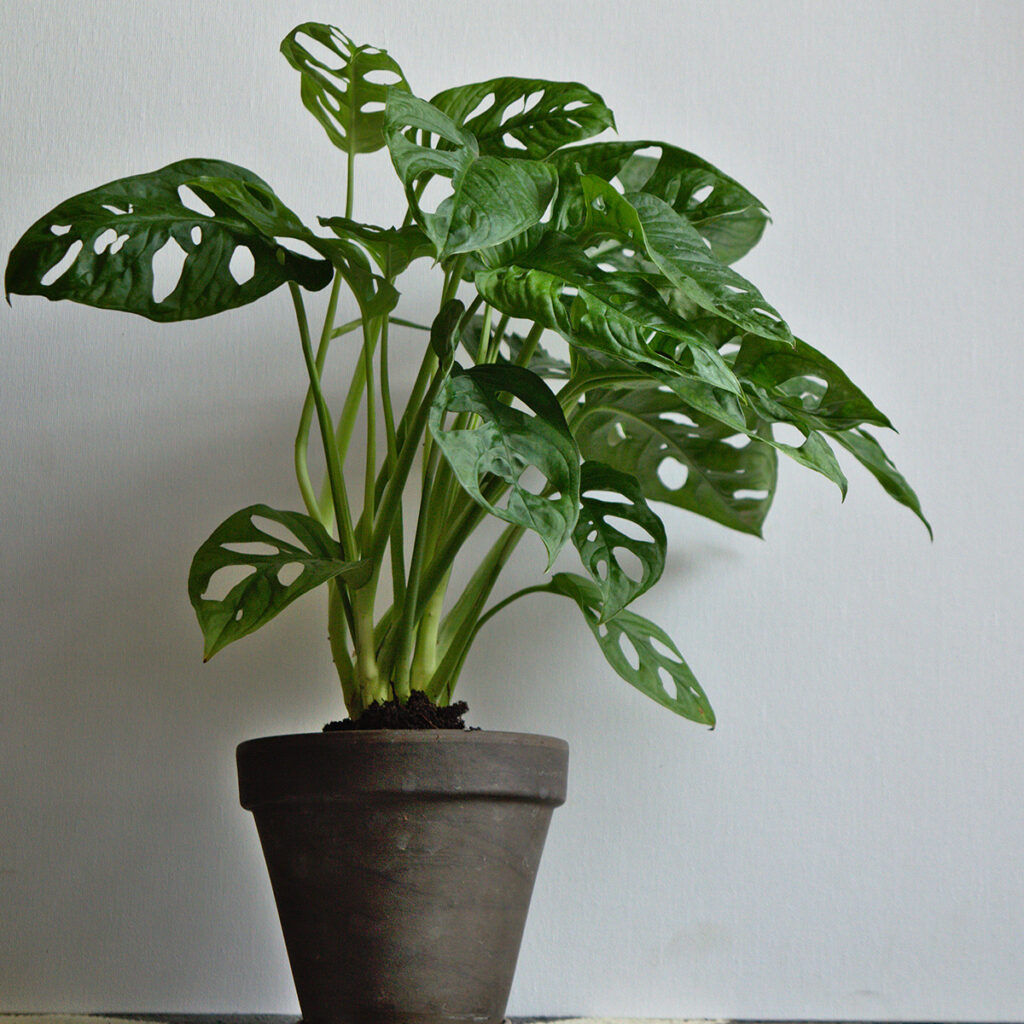 monstera pot beton salon industriel cocooning