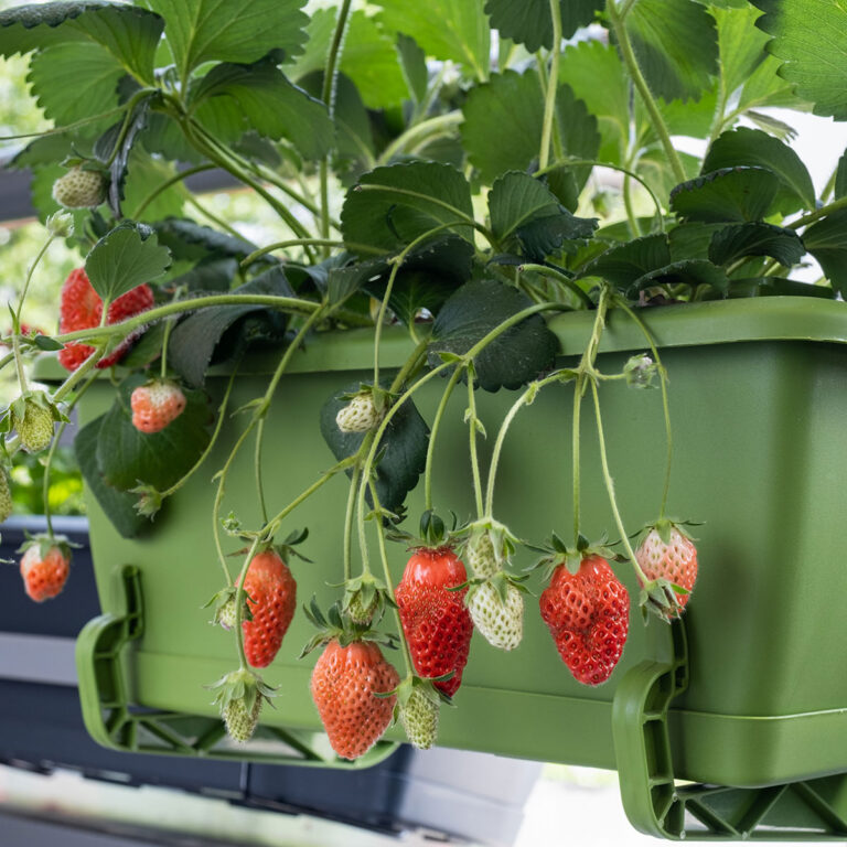 conseils pour faire pousser fruits balcon