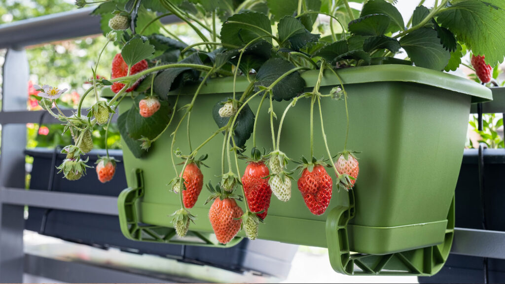 conseils pour faire pousser fruits balcon