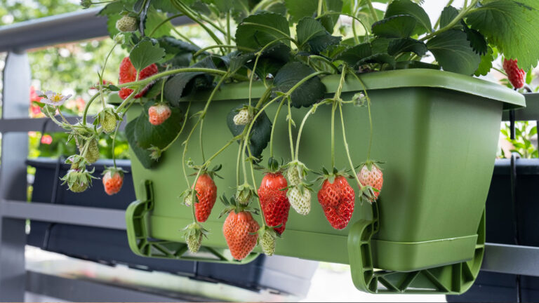 conseils pour faire pousser fruits balcon