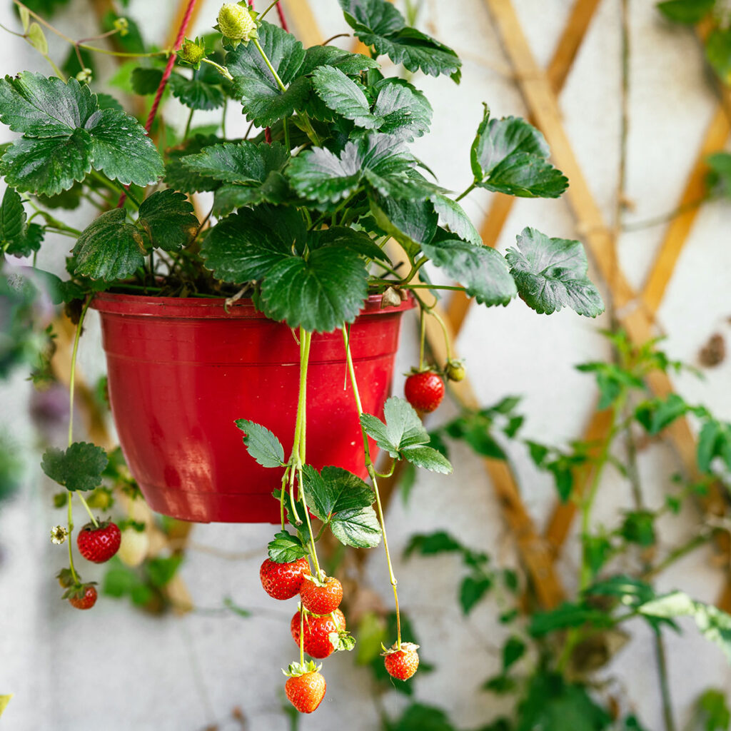 fraises balcon appartement