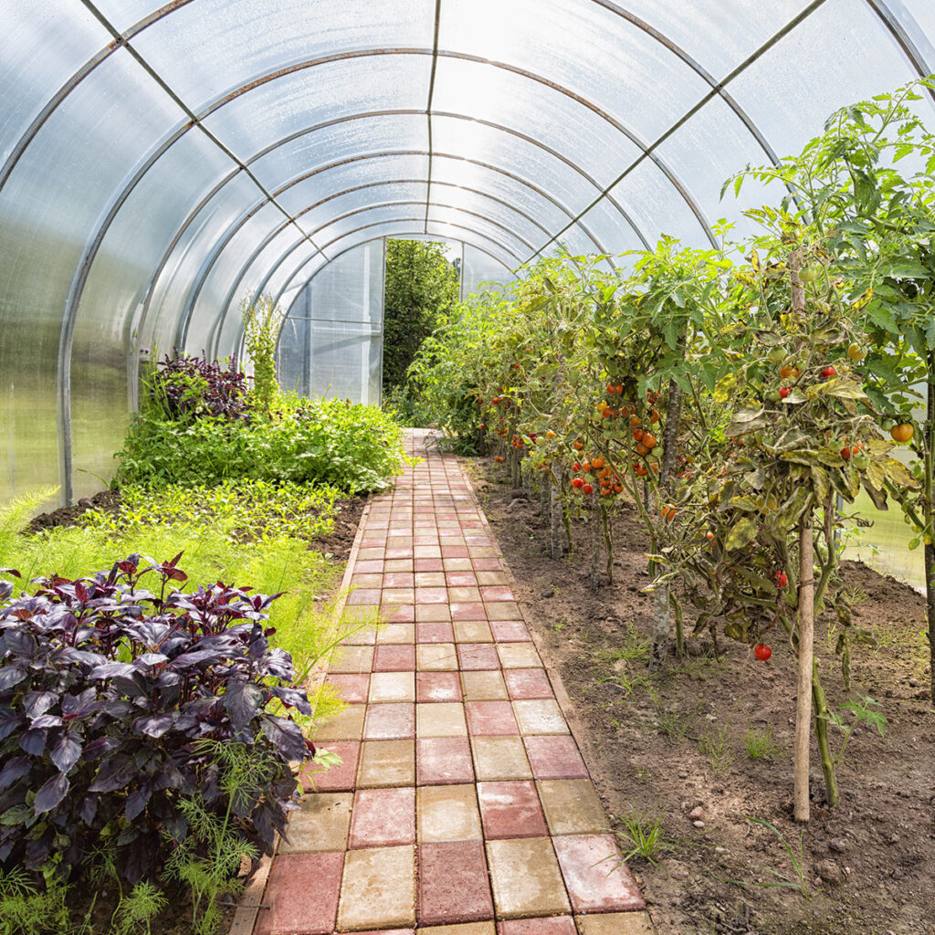 allee centrale pavee serre