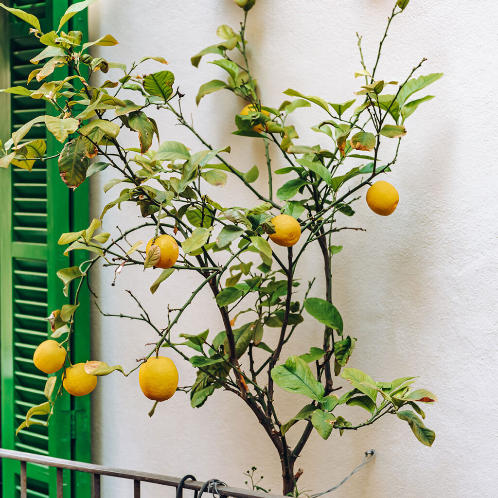 citronnier balcon appartement
