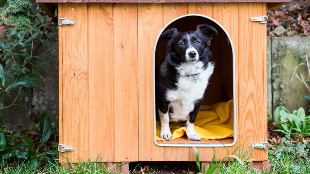 comment choisir niche chien