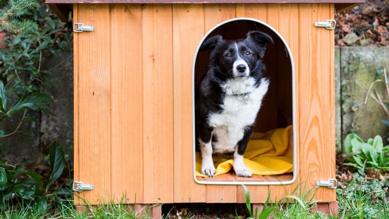 comment choisir niche chien