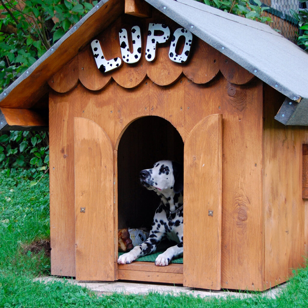 choisir taille niche chien