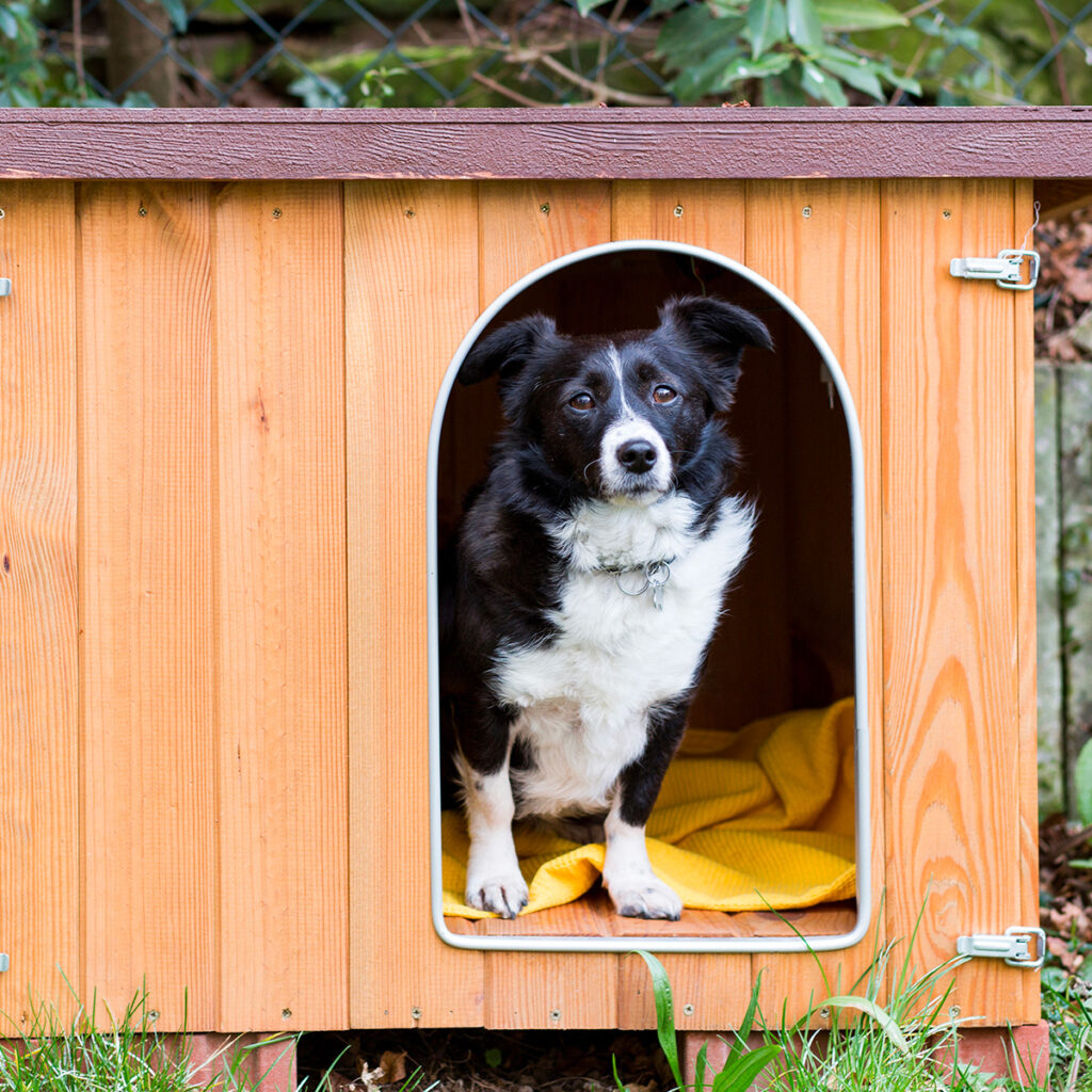 niche chien bois solide