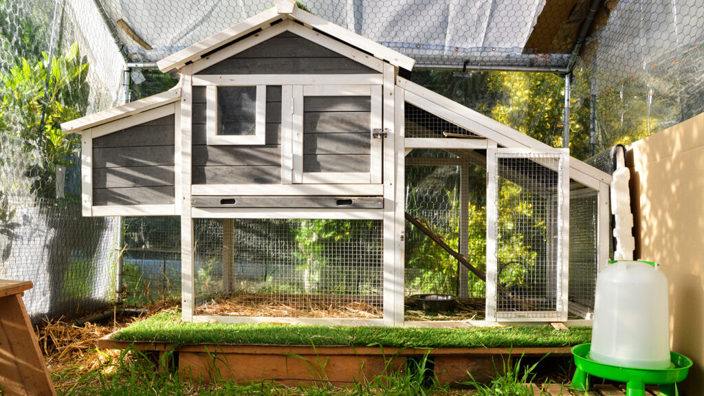 conseils pour faire poulailler