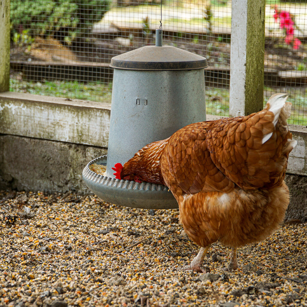 mangeoire suspendue poule