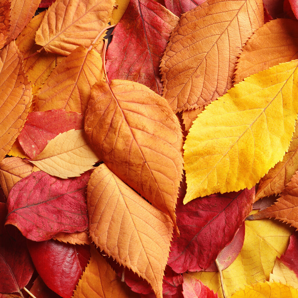 feuilles automne deco salon