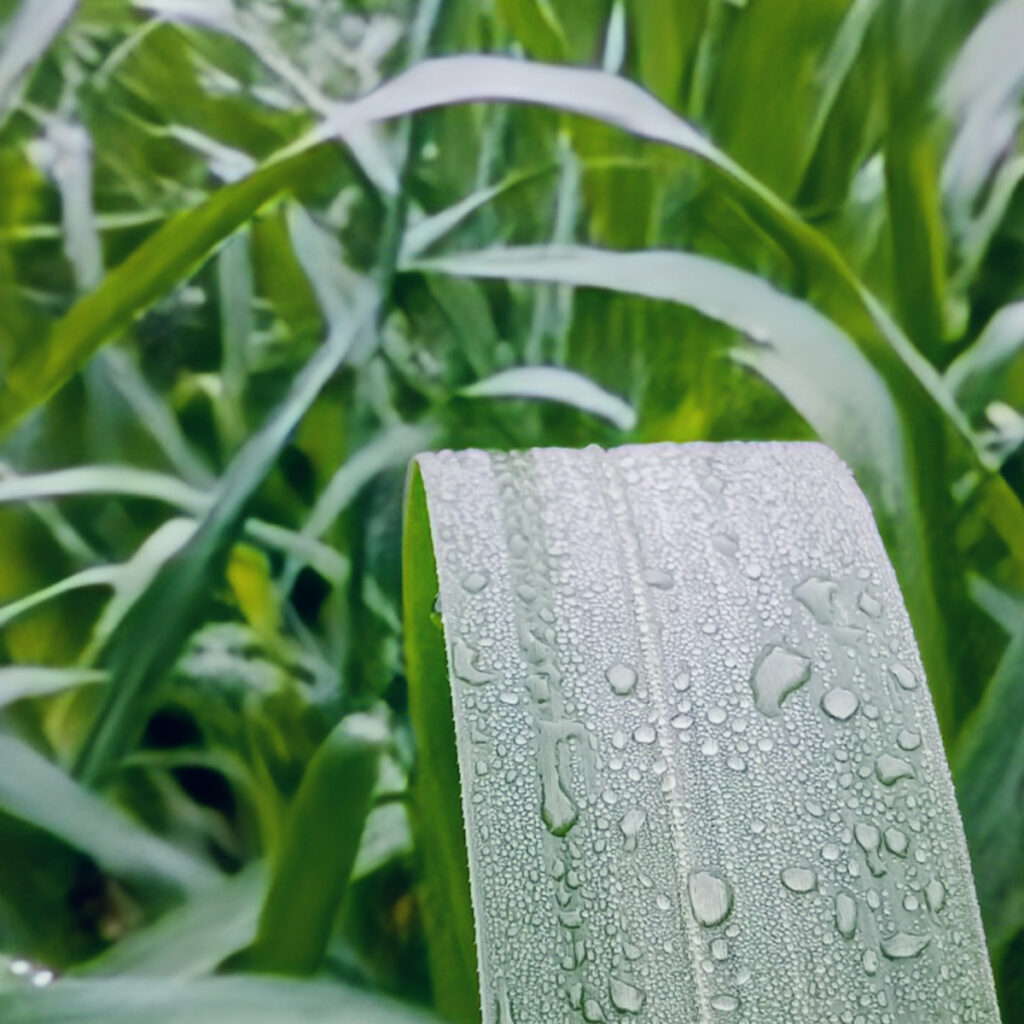 gestion efficace pluie toiture vegetalise