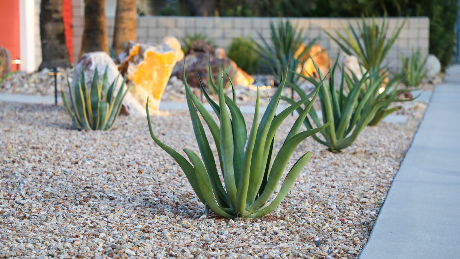 tout savoir jardin sec